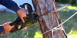 How Our Tree Care Process Works  in  Munster, IN